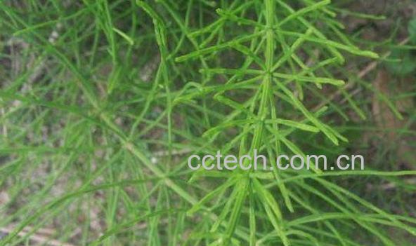 问荆的功效与作用 问荆的副作用-0