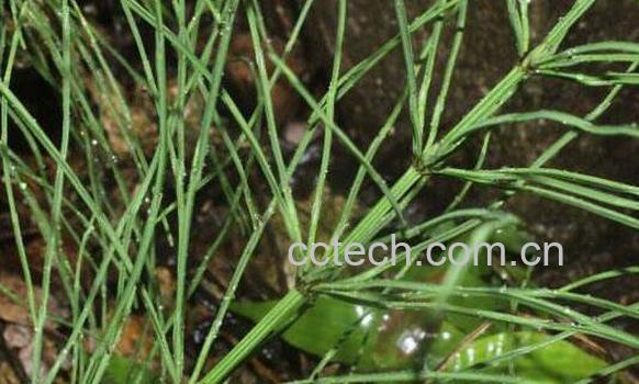 问荆的功效与作用 问荆的副作用-1