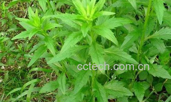 一年蓬的功效与作用及药用价值-0