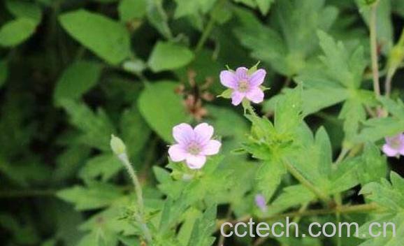 鼠掌老鹳草的功效与作用-1