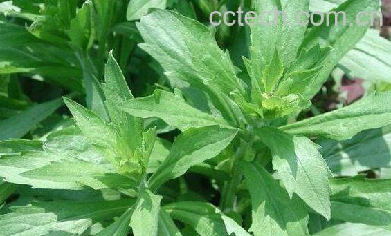 一年蓬的功效与作用及药用价值-1