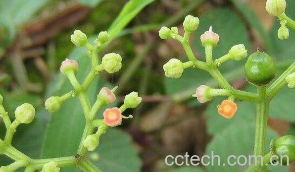 乌蔹莓的功效与作用及药用价值-0