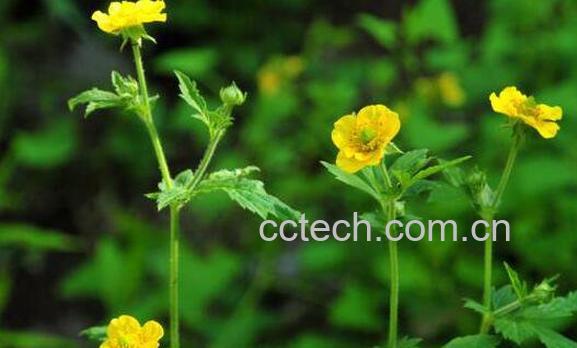 路边青的功效与作用 路边青有什么副作用-0