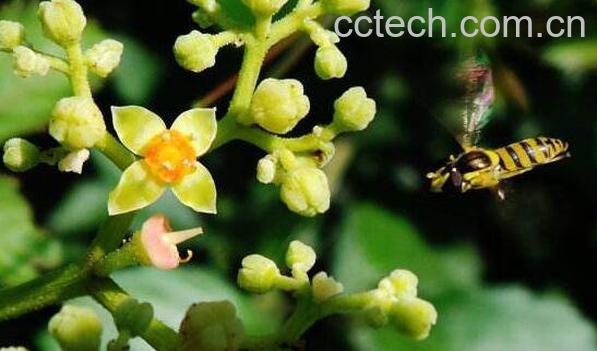 乌蔹莓的功效与作用及药用价值-1