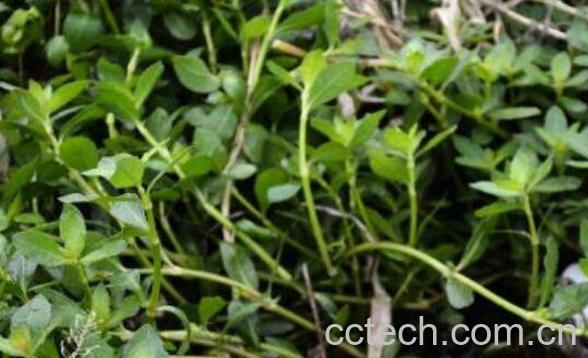 白辣蓼的功效与作用-0