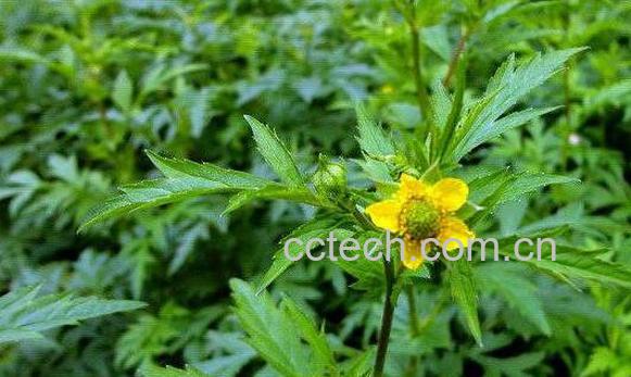 路边青的功效与作用 路边青有什么副作用-1