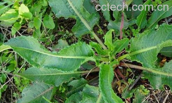 酸模叶蓼的功效和作用 酸模叶蓼有毒吗-0