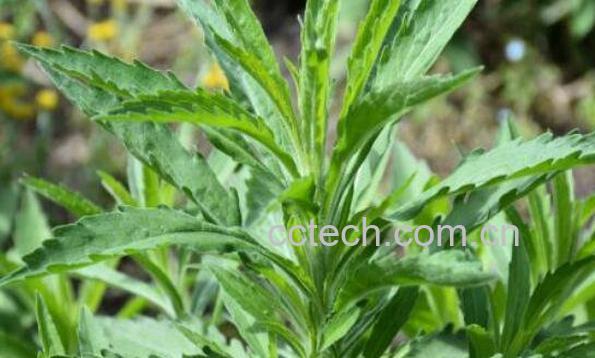 白辣蓼的功效与作用-1