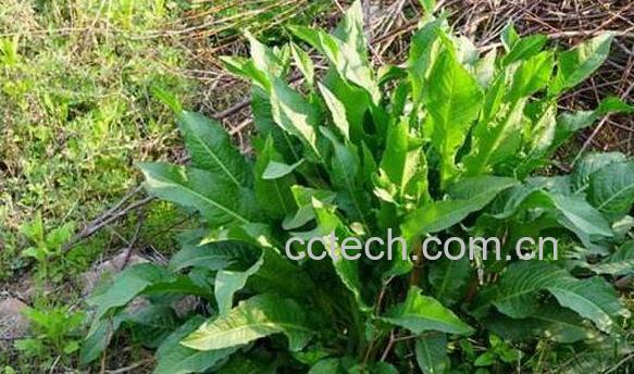 酸模叶蓼的功效和作用 酸模叶蓼有毒吗-1