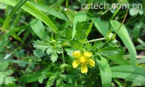 朝天委陵菜的功效与作用-0