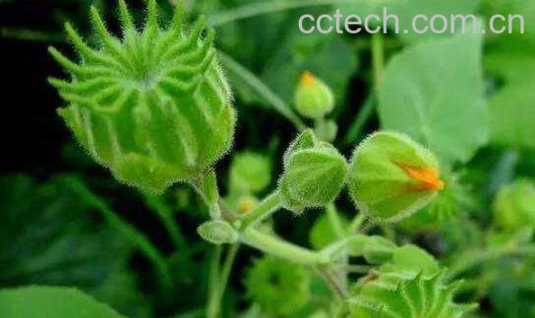 苘麻的功效与作用 苘麻的副作用-0