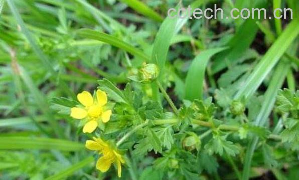 朝天委陵菜的功效与作用-1