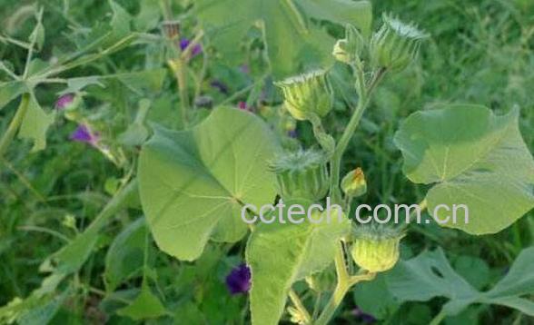 苘麻的功效与作用 苘麻的副作用-1