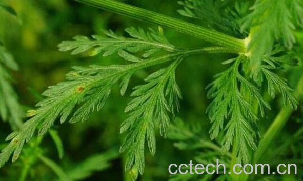 黄花蒿的功效与作用 黄花蒿的使用禁忌-0