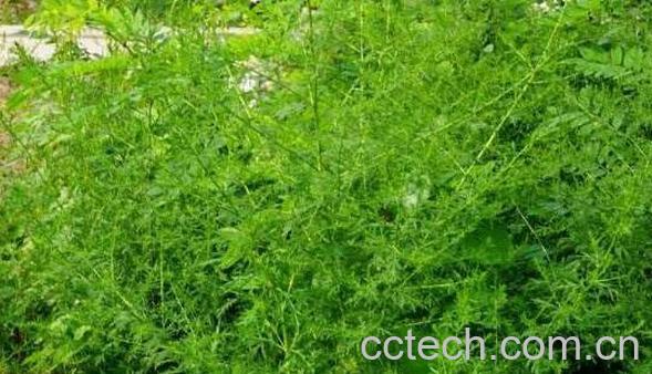 黄花蒿的功效与作用 黄花蒿的使用禁忌-1