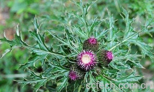 大蓟的功效与作用 大蓟的药用价值-1