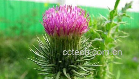 大蓟的功效与作用 大蓟的药用价值-0