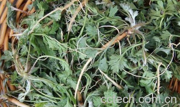 大籽蒿的功效与作用 大籽蒿过敏怎么办-1