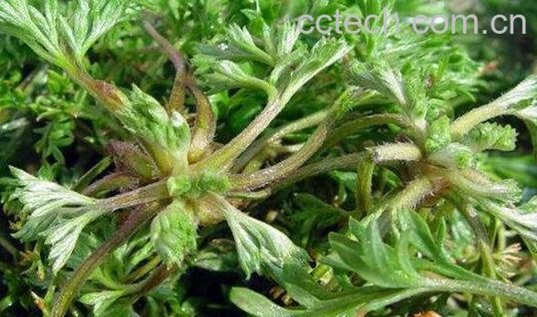 大籽蒿的功效与作用 大籽蒿过敏怎么办-0