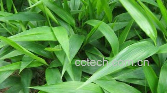 淡竹叶的功效与作用 淡竹叶的副作用-0