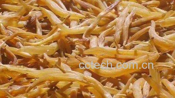 天冬的功效与作用 天冬图片-0