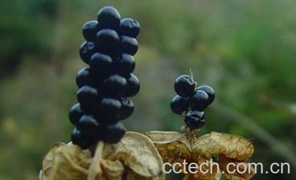 射干种子的功效与作用 射干种子图片-0