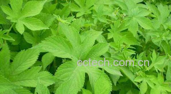 草的功效与作用及药用价值-1