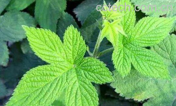 草的功效与作用及药用价值-0