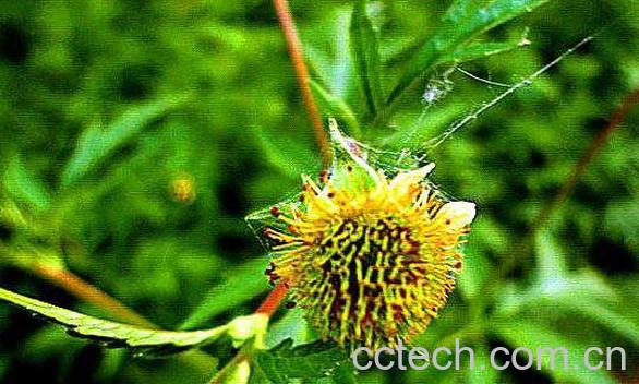 路边青有几种 路边青的药用功效-0