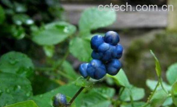 扛板归的功效与作用 扛板归的副作用-0