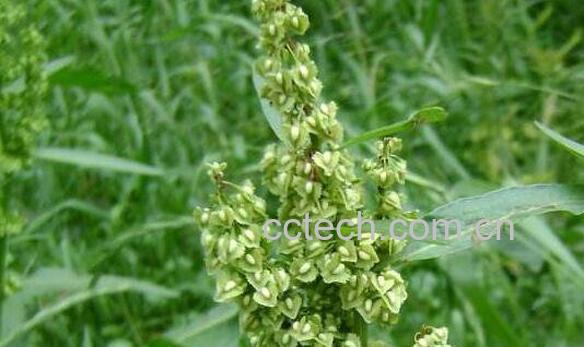 酸模的功效与作用 酸模的做法-1