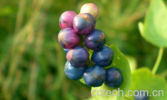 扛板归的功效与作用 扛板归的副作用-1