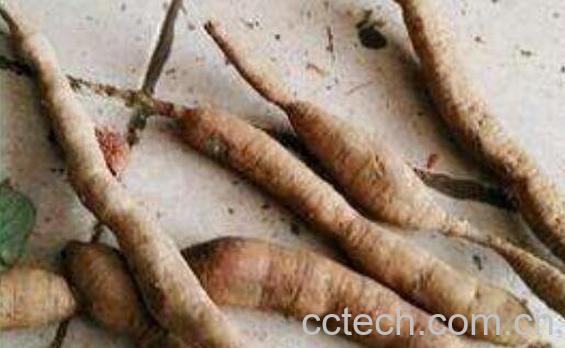 猪仔笠的功效与作用 猪仔笠还有什么名称-0