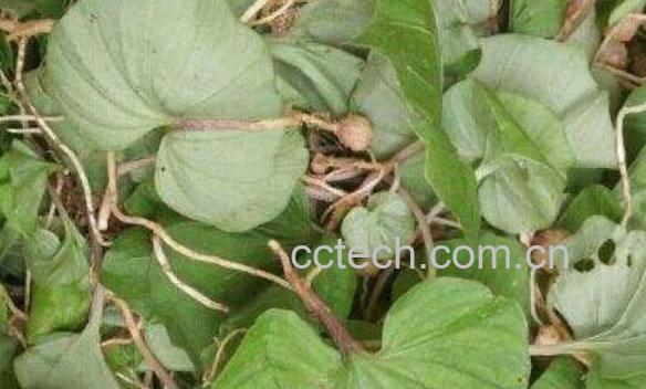 青天葵的功效与作用及食用方法-0