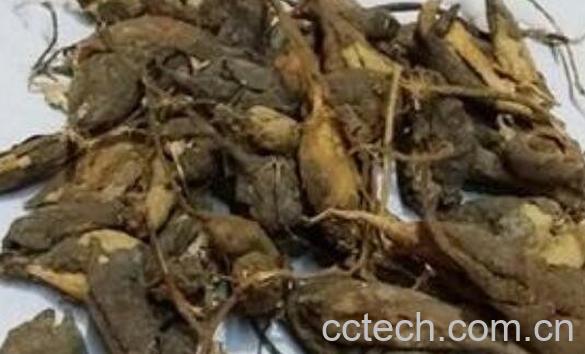 猪仔笠的功效与作用 猪仔笠还有什么名称-1