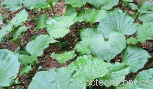 青天葵的功效与作用及食用方法-1