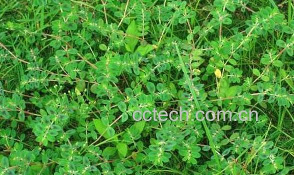 地锦草的功效与作用及禁忌-0