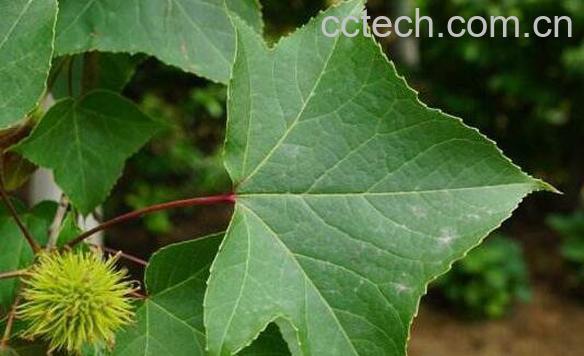  枫香树叶的功效与作用 枫香树叶的药用价值-0