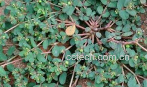 地锦草的功效与作用及禁忌-1