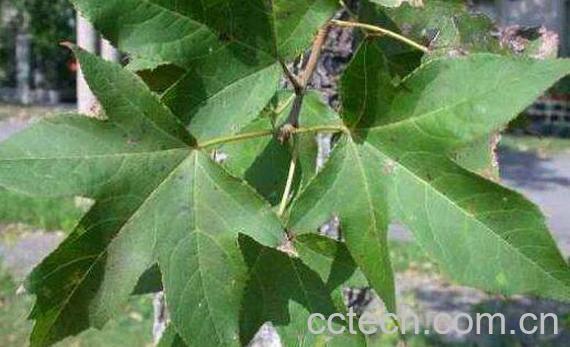  枫香树叶的功效与作用 枫香树叶的药用价值-1