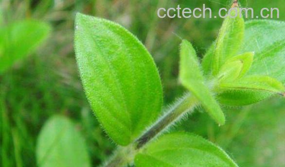 金毛茸草的功效与作用 金毛茸草的性味归经-1