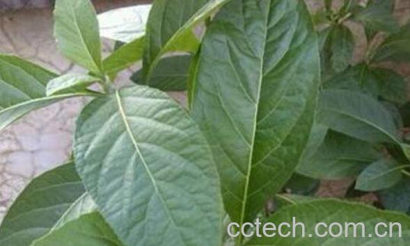 南非叶的功效与作用-0