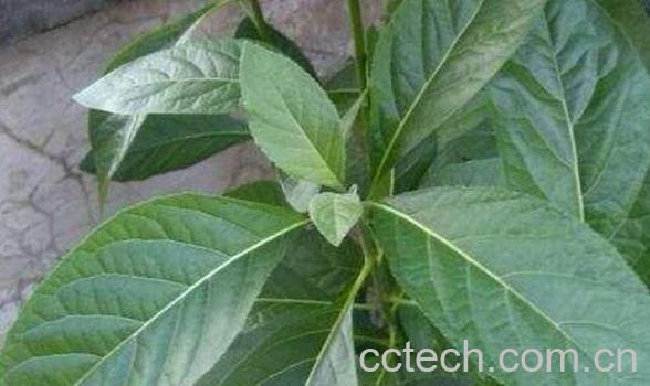 南非叶的功效与作用-1