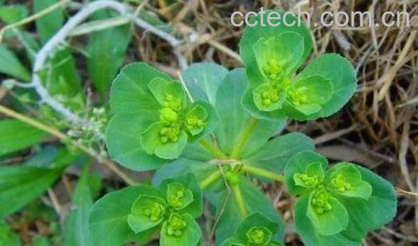  拔毒草的功效与作用 拔毒草图片-0