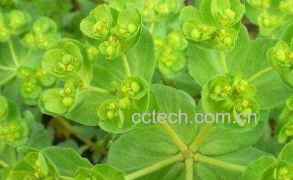  拔毒草的功效与作用 拔毒草图片-1