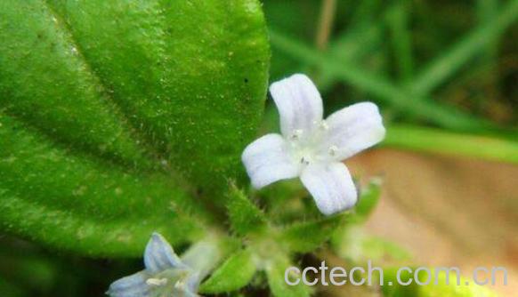 金毛耳草的功效与作用-0