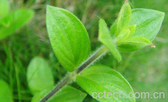 金毛耳草的功效与作用-1