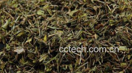 黄毛耳草的功效与作用及药用价值-1