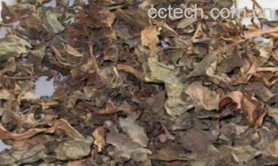 黄毛耳草的功效与作用及药用价值-0