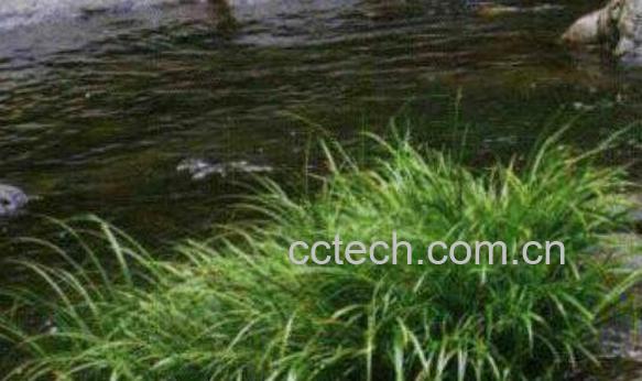 九节菖蒲的功效与作用-0